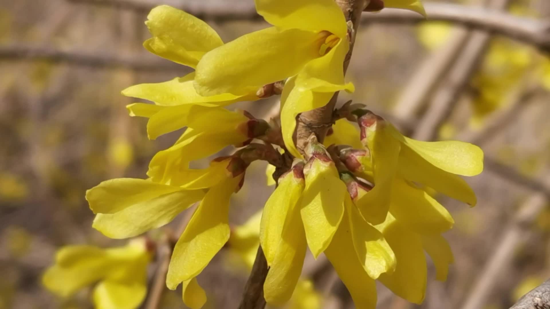 迎春花原创视频