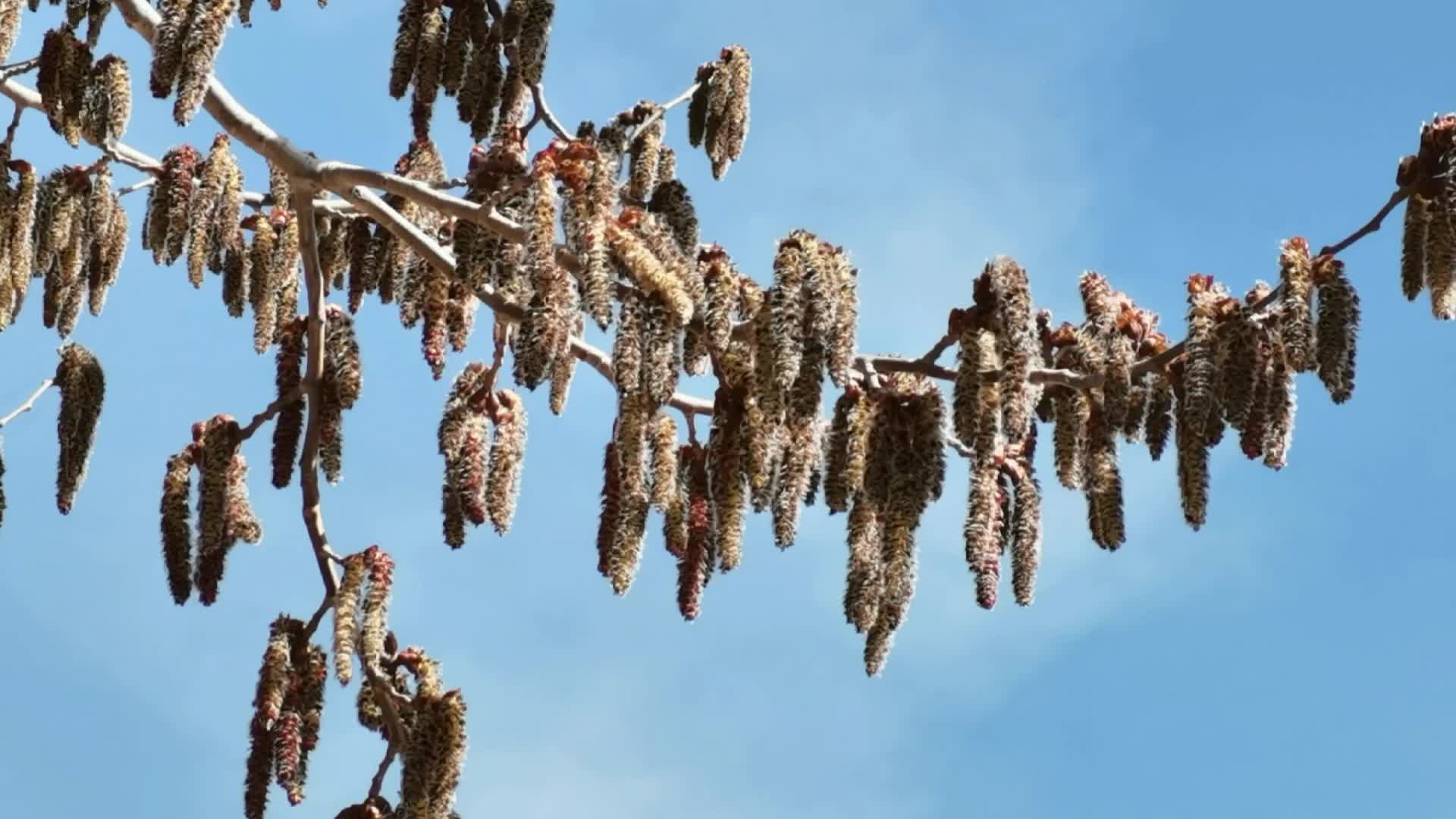 普通白杨树花