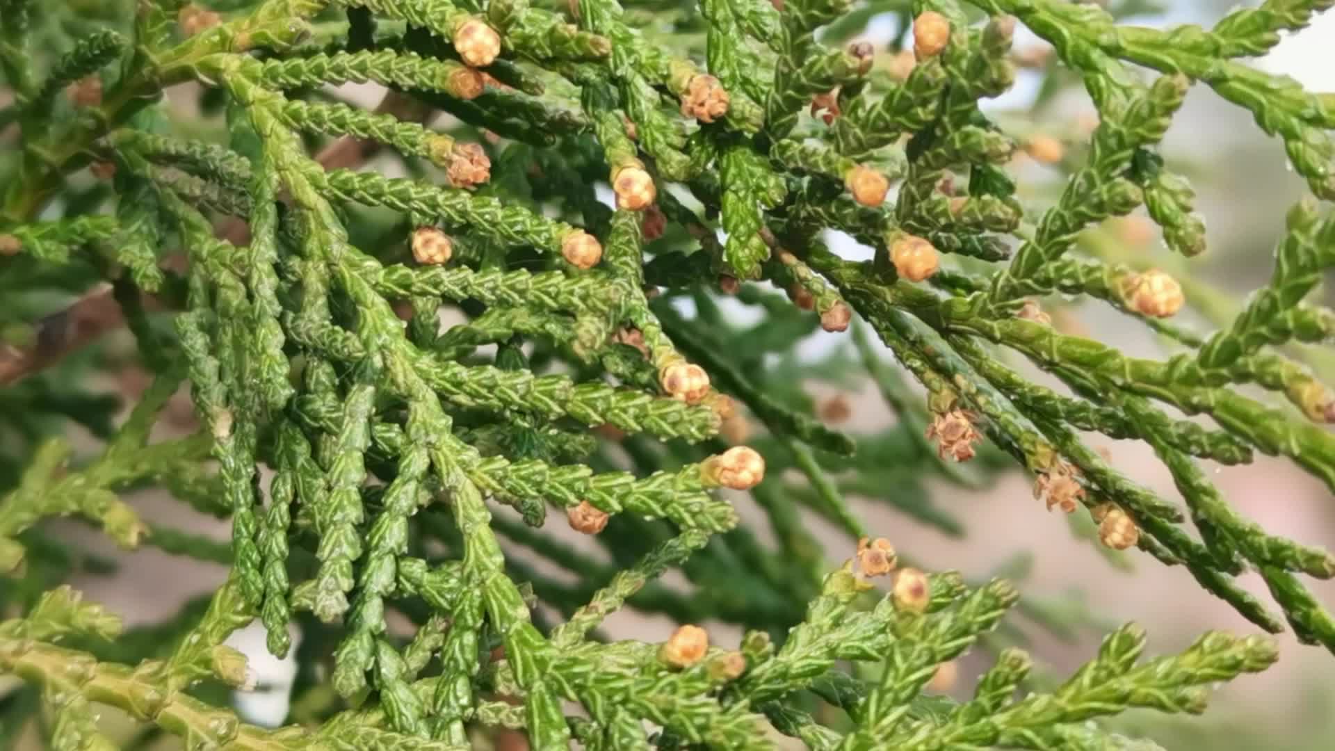 侧柏花原创视频