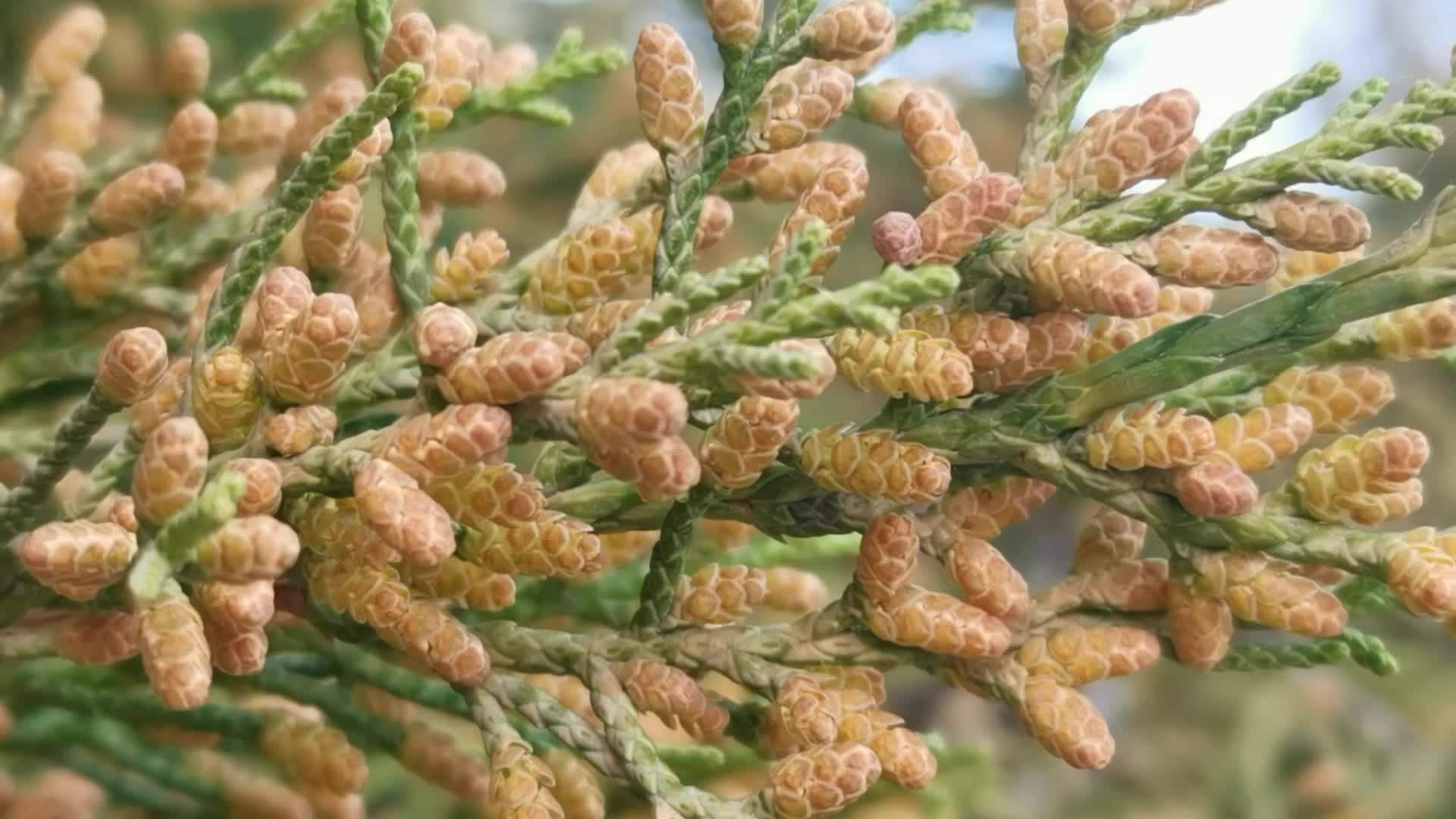 圆柏花,原创视频