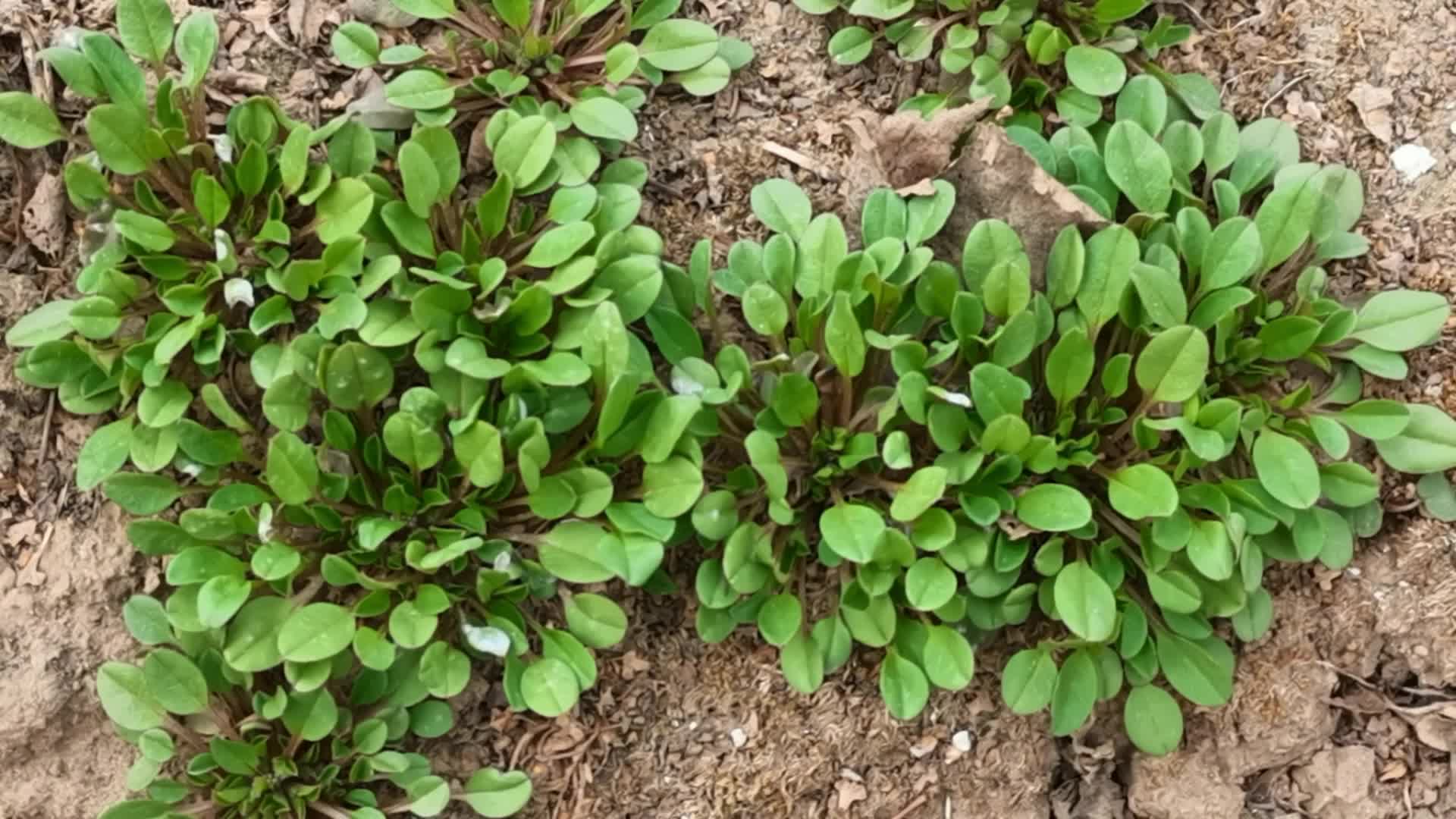 附地菜也叫鸡肠草原创视频