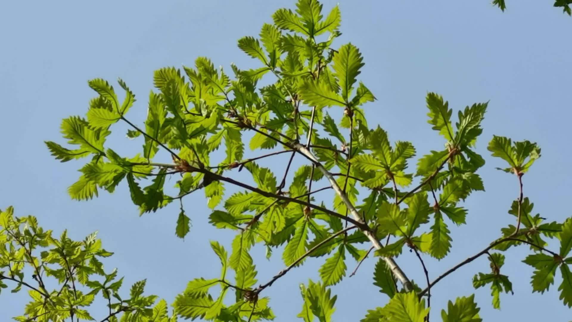 蒙古栎树原创视频
