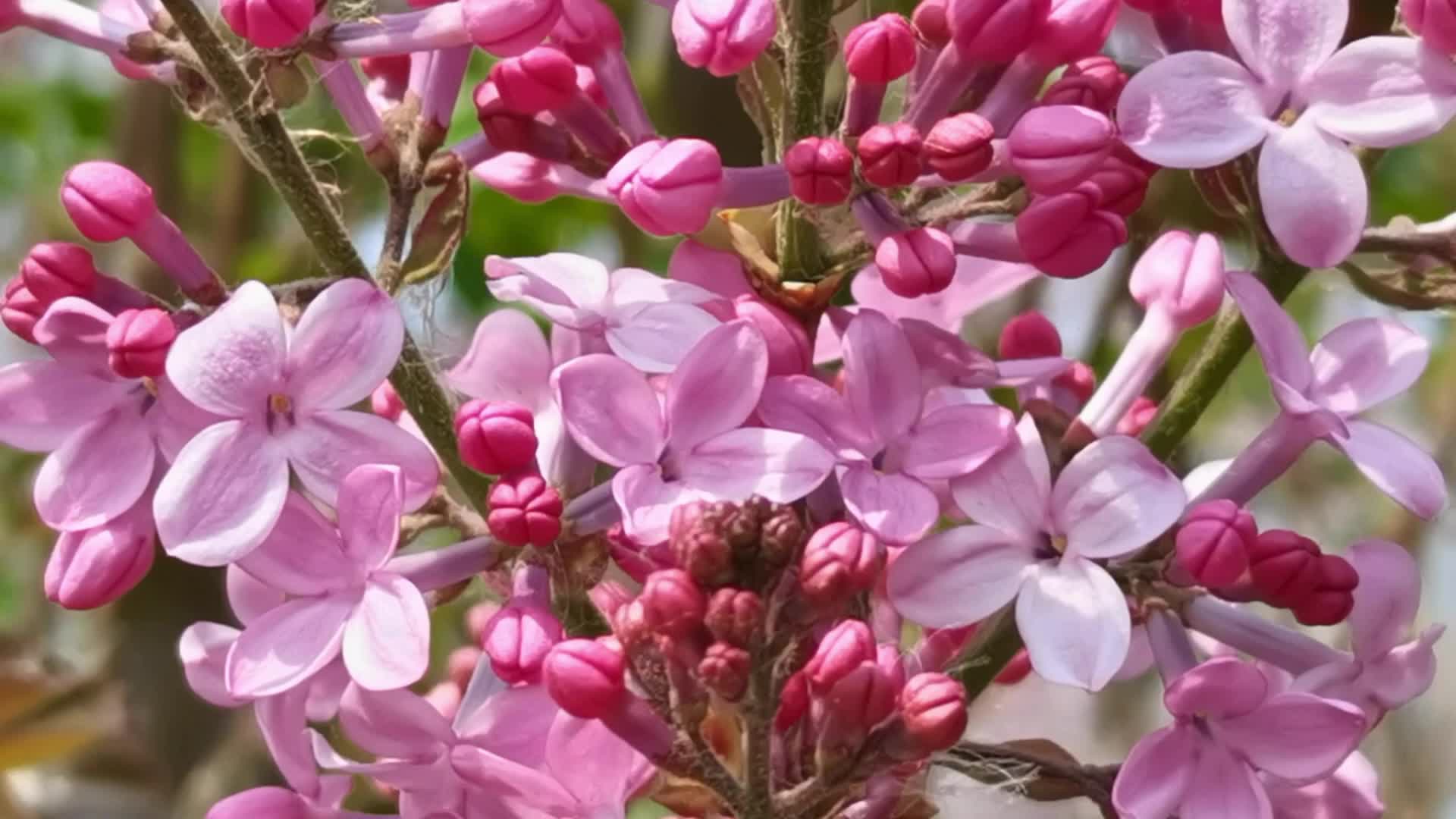 粉色丁香花,原创视频__财经头条