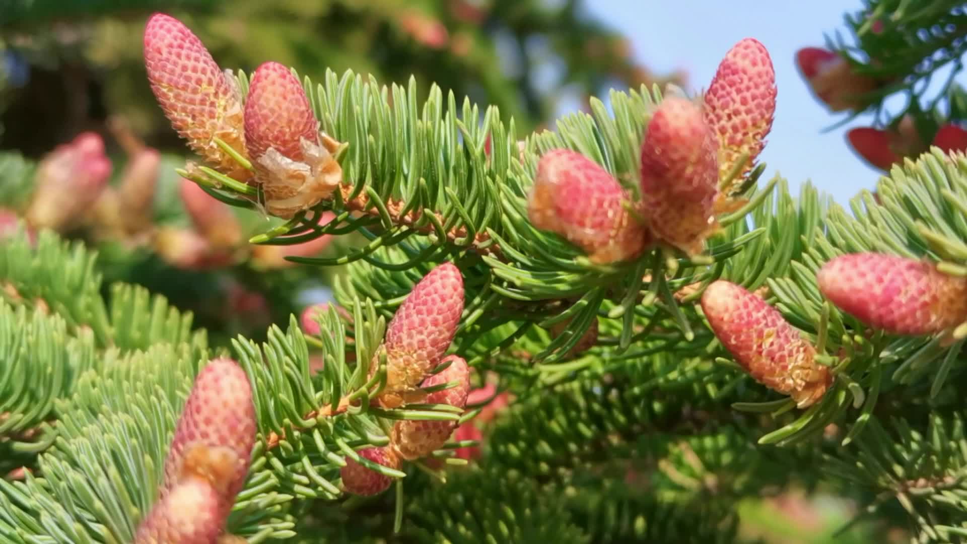 满是花粉的云杉花原创视频