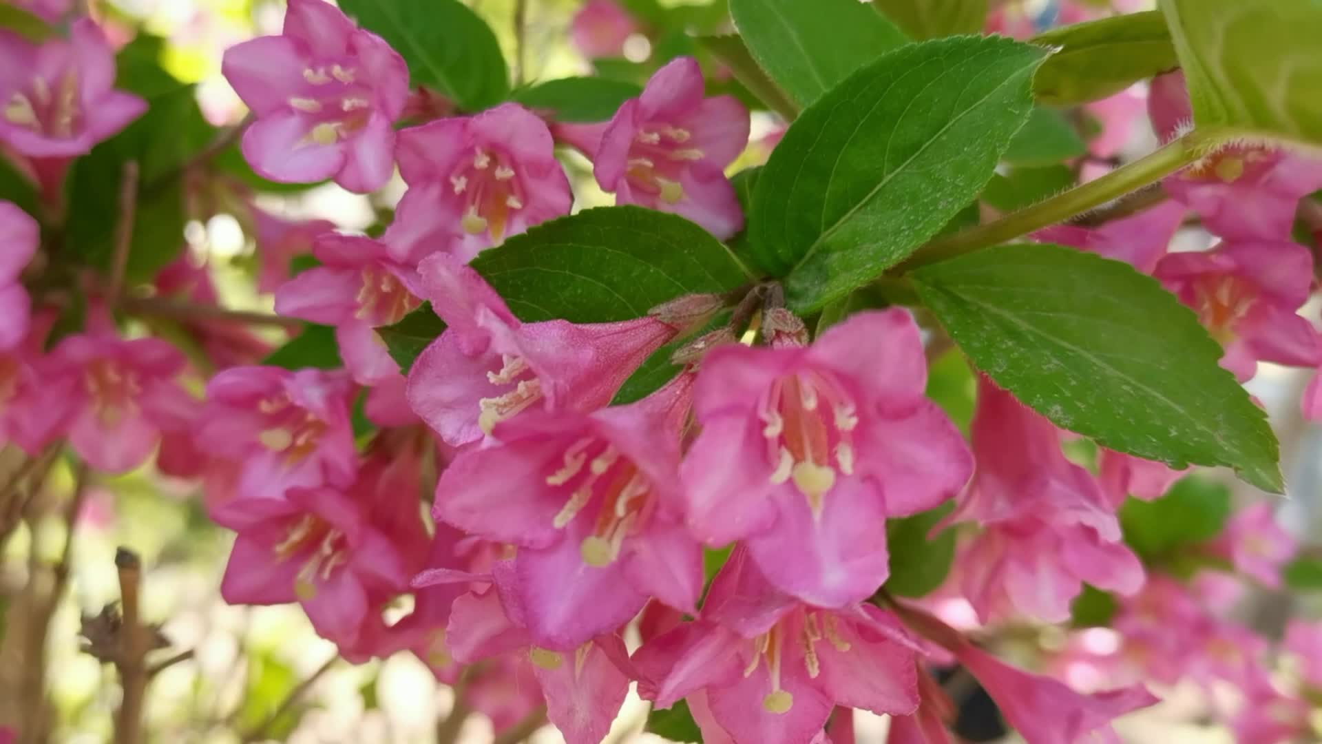 粉色锦带花原创视频