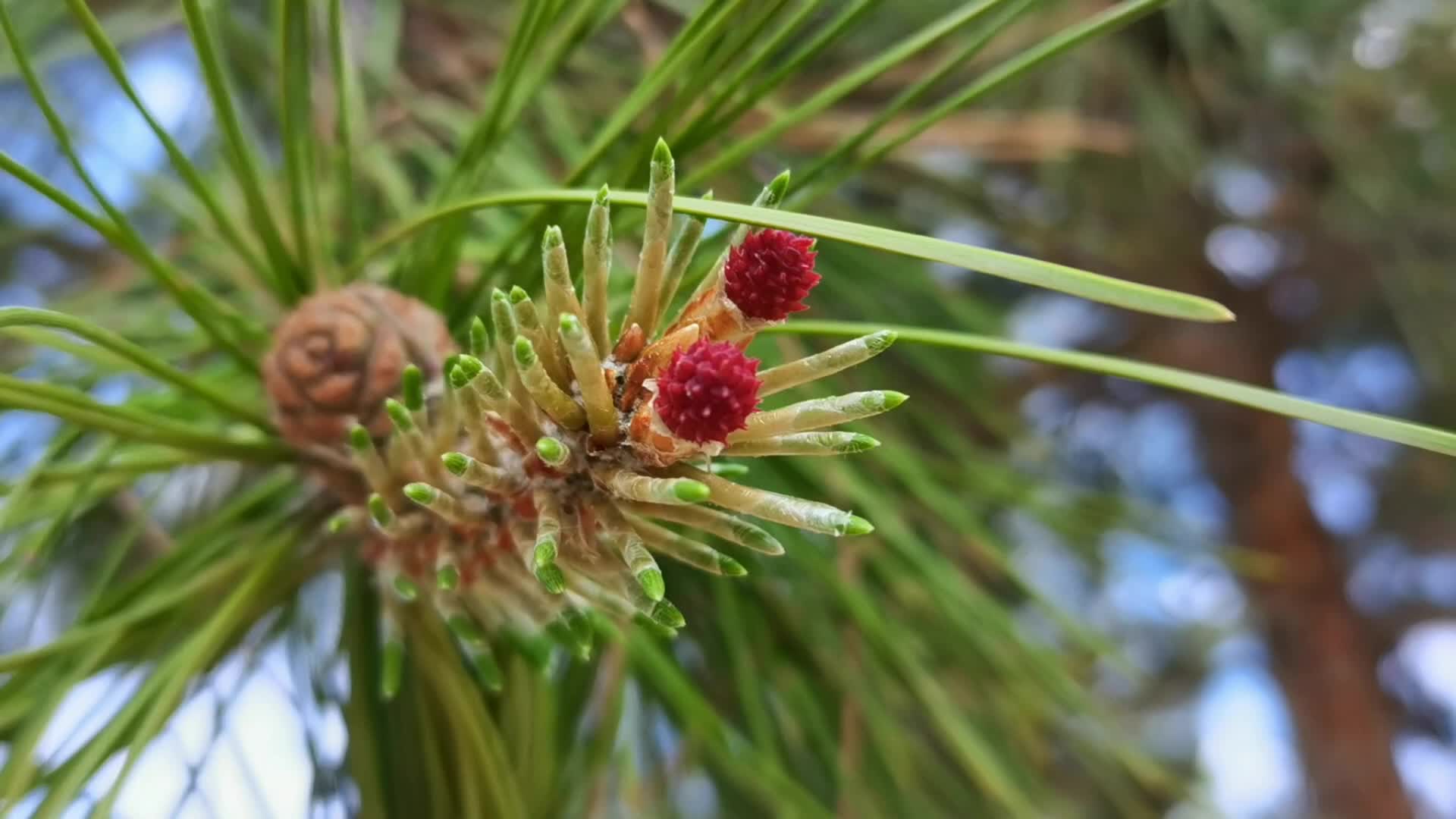 油松果实和花原创视频