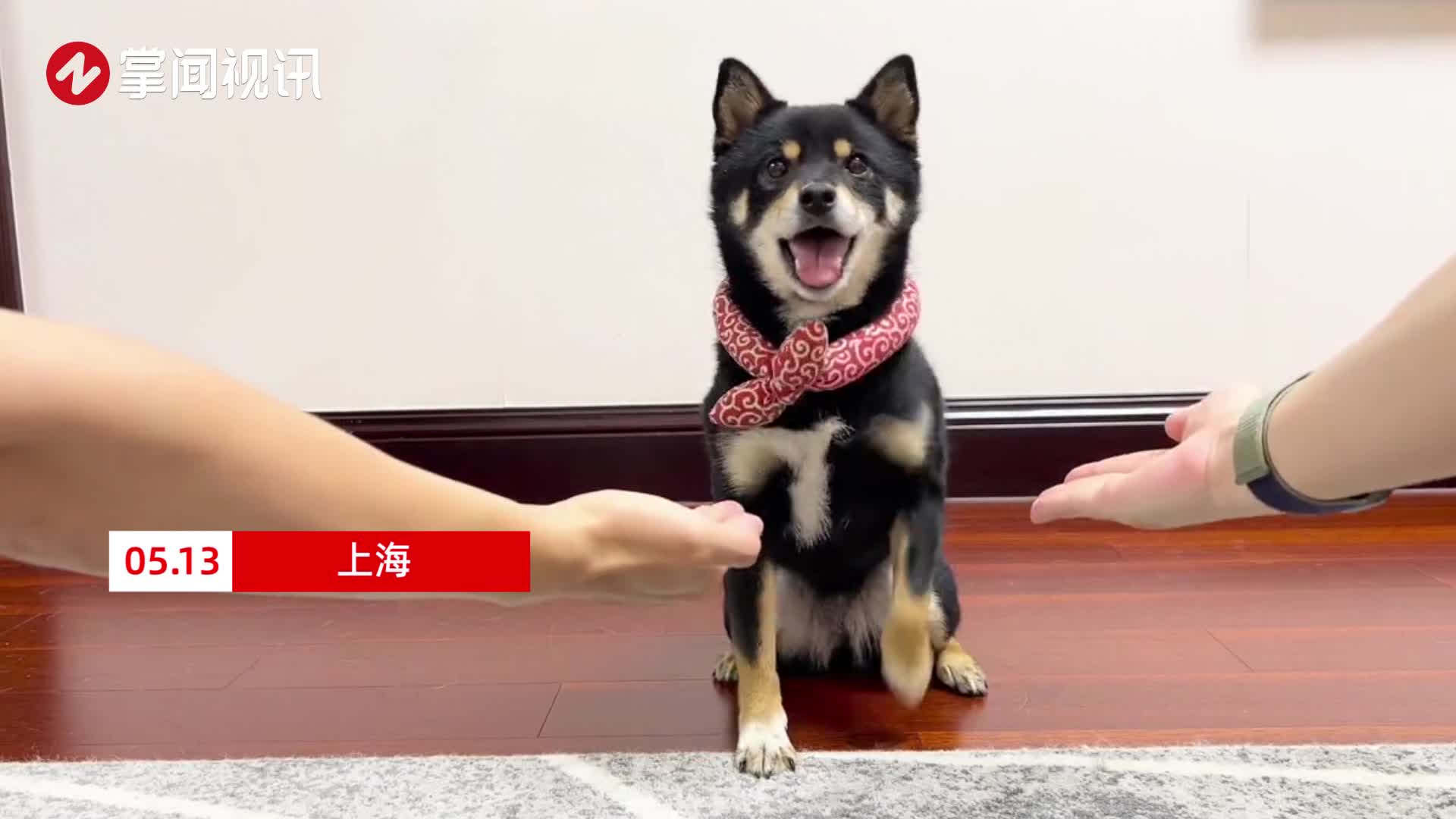 2人同时向俩狗握手：一只伸爪子急到打碟，一只选择躺平摆烂_新浪新闻