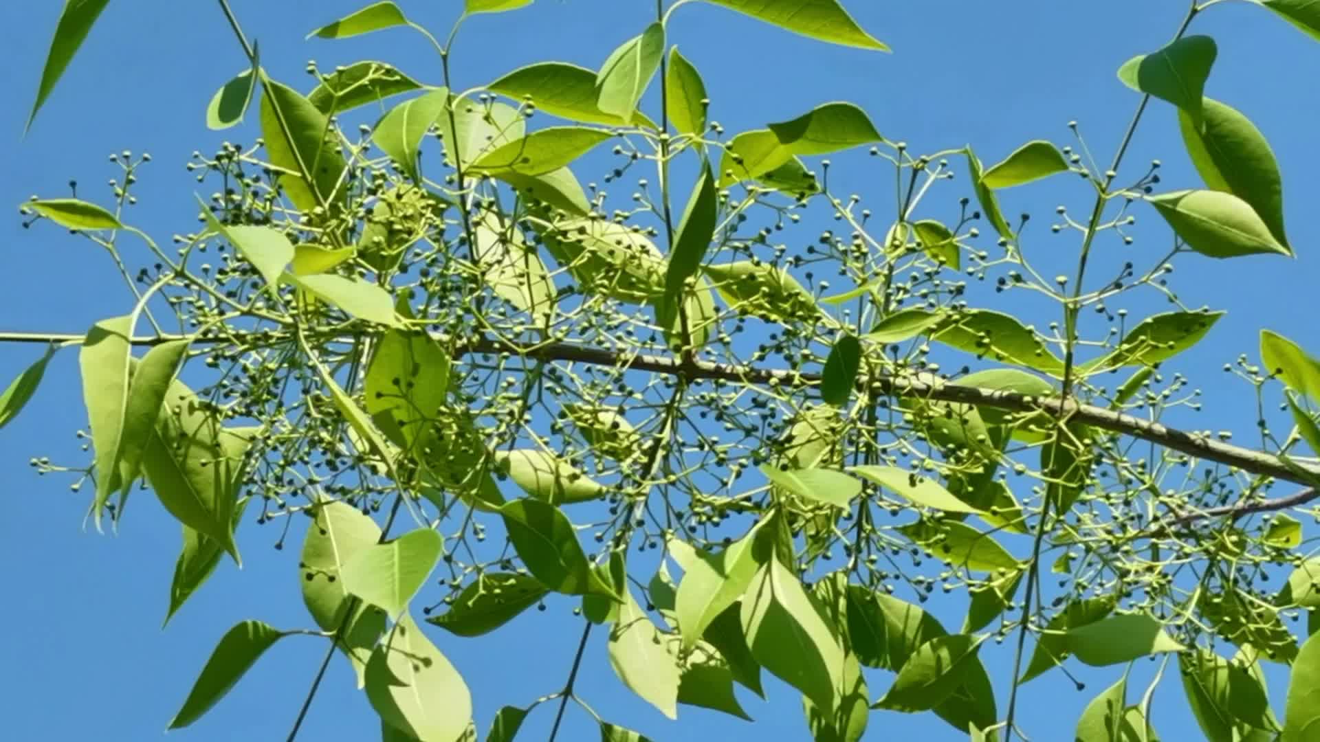 白杜卫矛也叫桃叶卫矛,原创视频