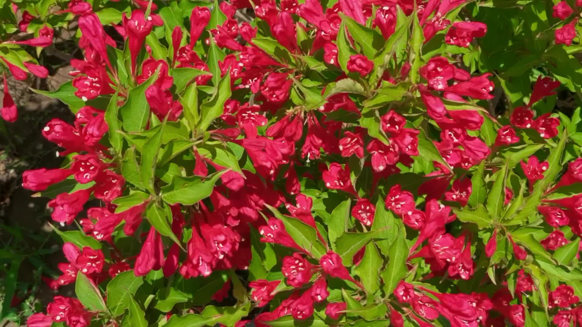 红色锦带花,原创视频__财经头条