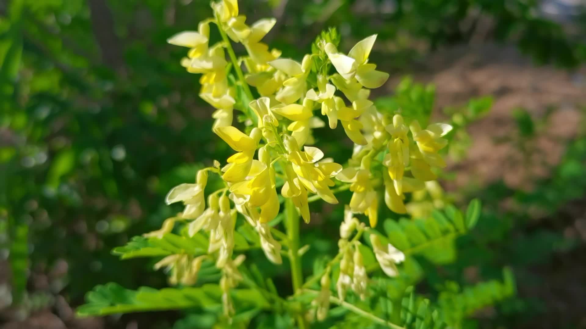 中藥材黃芪原創視頻