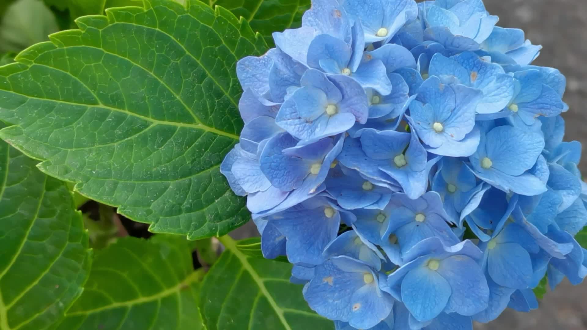 蓝色绣球花原创视频