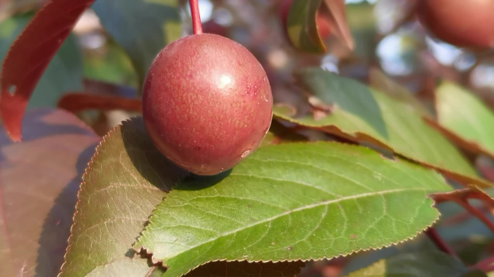 紫叶李紫色果实原创视频
