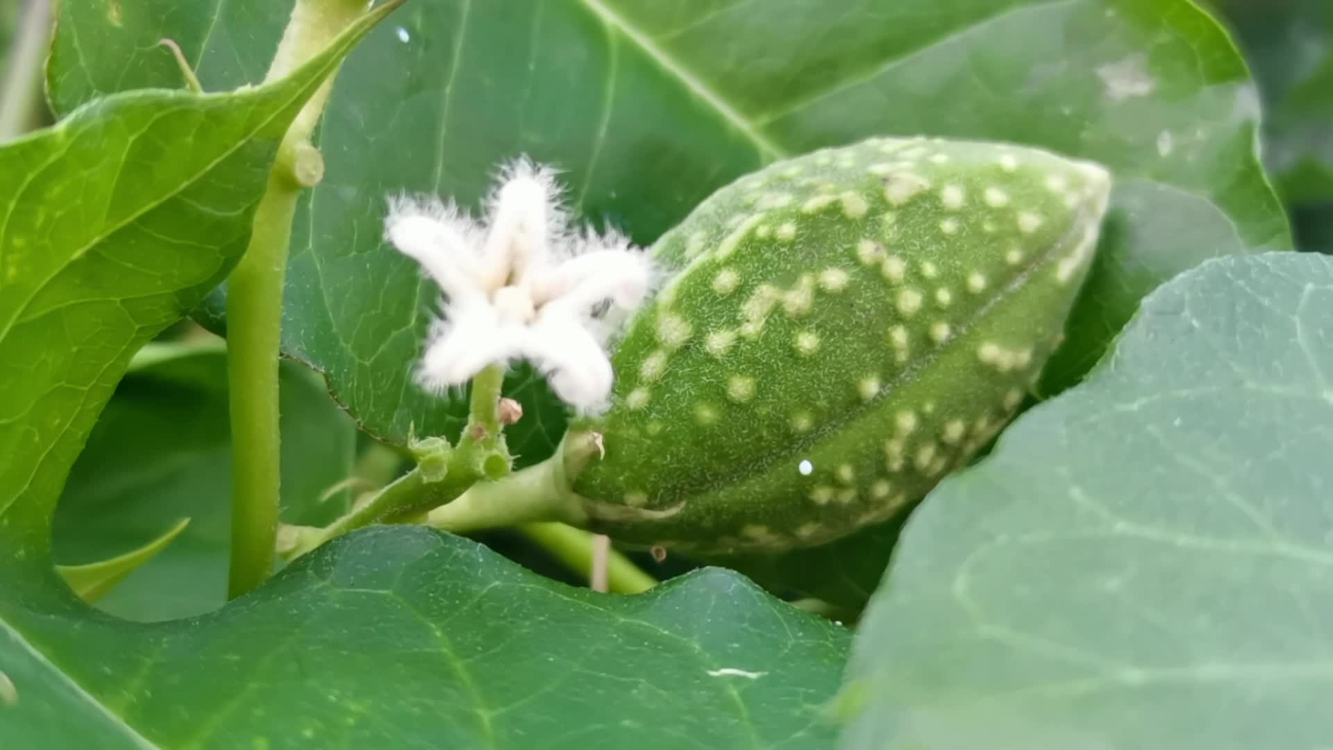老鸹瓢果实原创视频