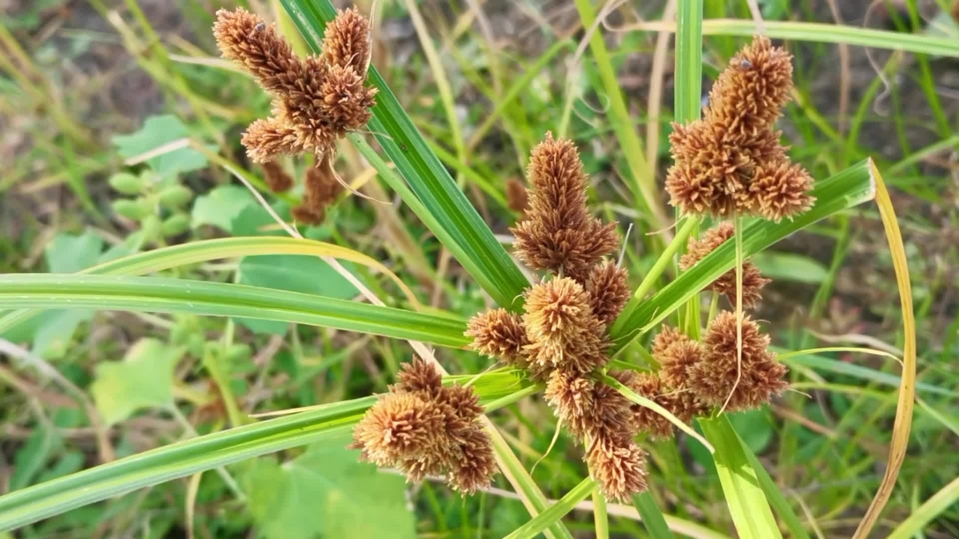 状元草也叫三轮草,原创视频