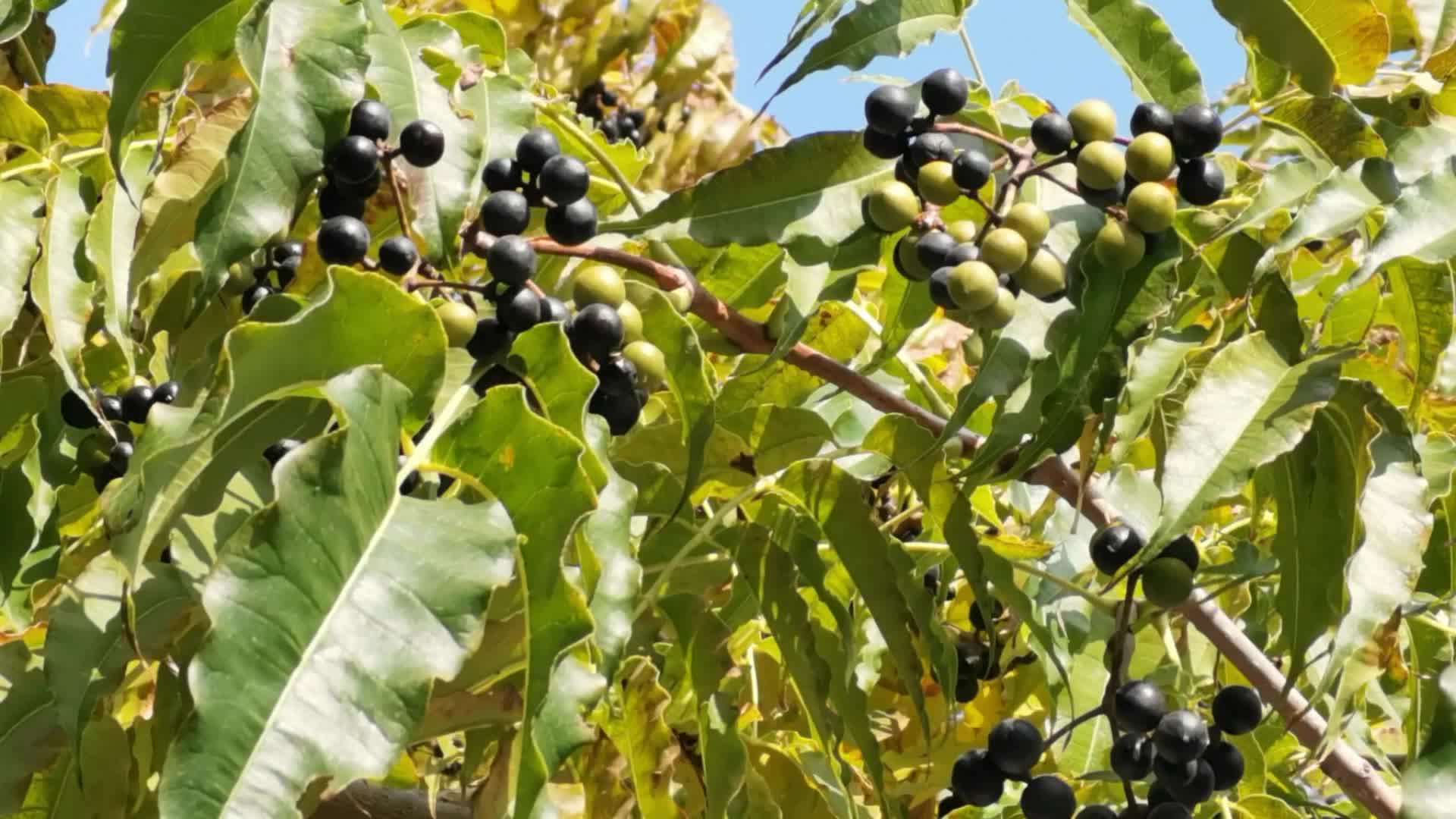 黄檗树果实,原创视频|黄檗树|果实|成熟_新浪新闻