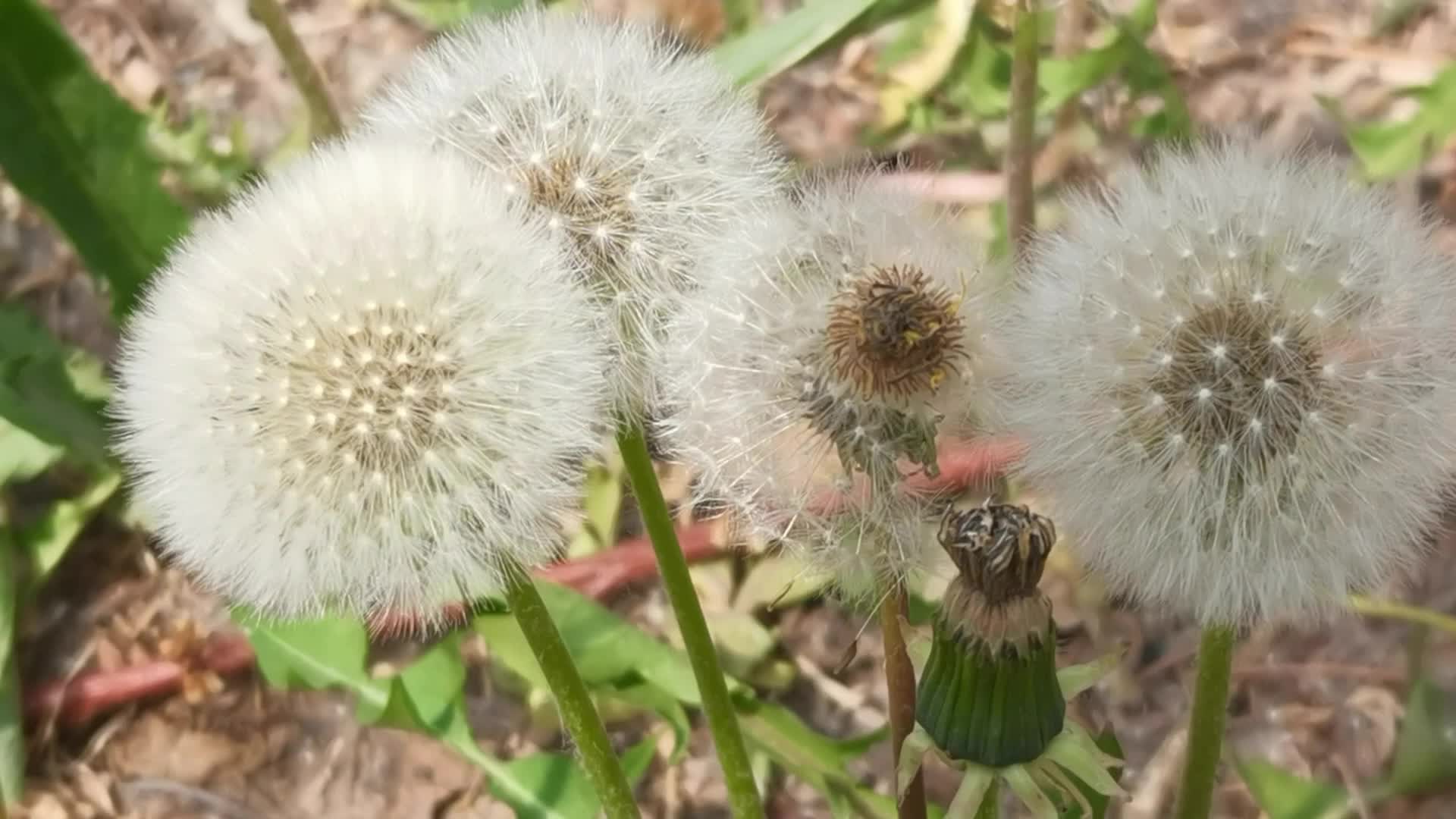 蒲公英种子原创视频