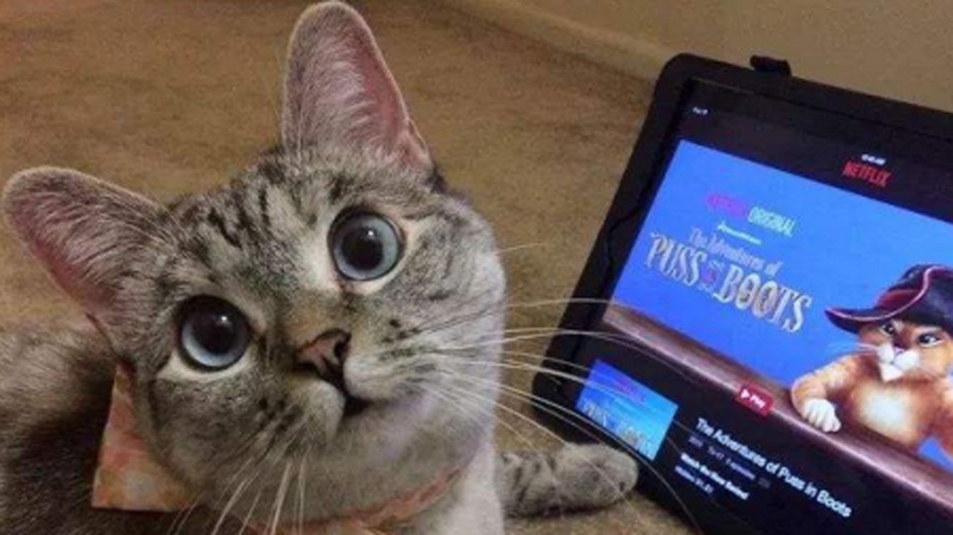 晚饭后最喜欢和我的猫一起看电视但它看到的跟我们看到的一样吗