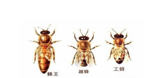 蜜蜂分工蜂雄蜂蜂王图片