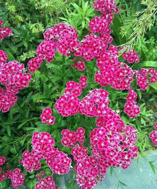 认识一下石竹花,简介5大优良品种|石竹花|石竹|植株_新浪新闻