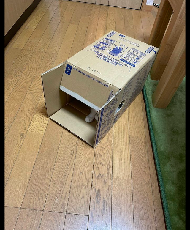 要去医院猫咪躲进纸箱里，主人只好连同箱子带走了，猫：你是真狗