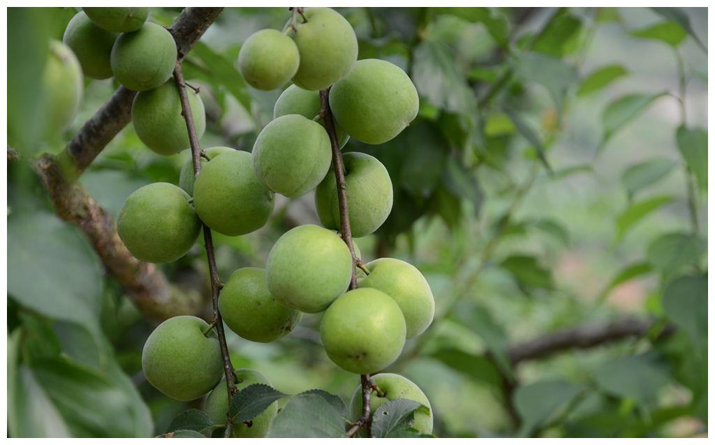 五月梅雨时节,青梅已熟,摘回家一处理,就成酸甜开胃小零食
