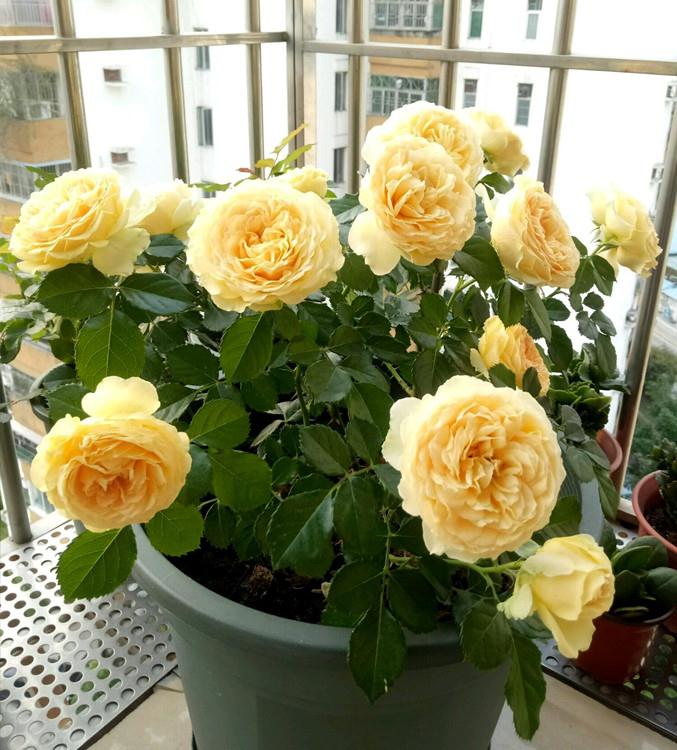 木星王阳台优秀的阳台盆栽花美若玫瑰四季开不停还很好养