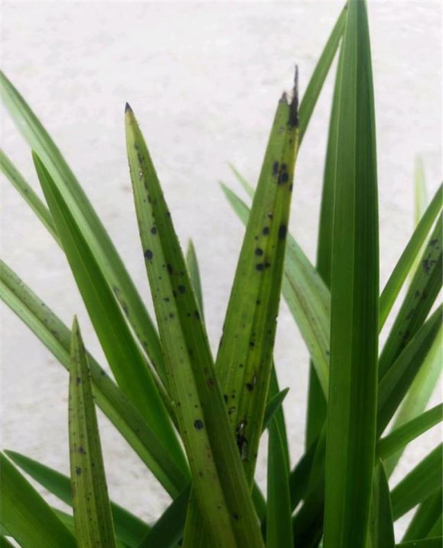 教你2招处理|兰花|黑斑病|黑斑_新浪新闻