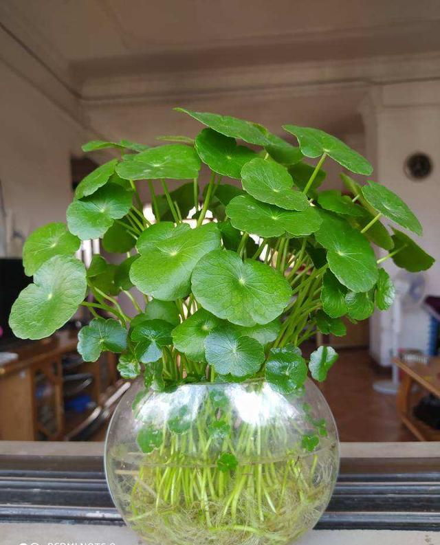 夏天养水培植物,及时清理,才能长得更好|水培|植物|水培花_新浪新闻