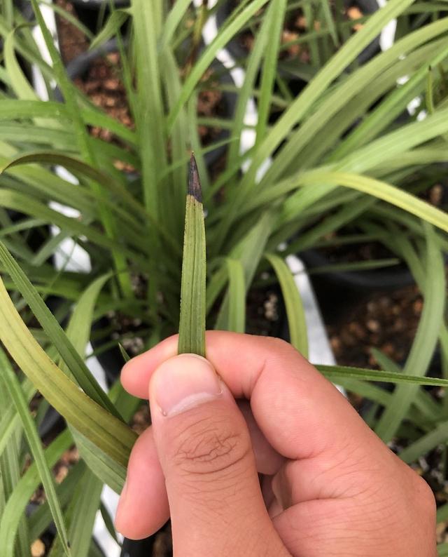 兰花的焦尖指兰花叶片尖部发黑是什么原因