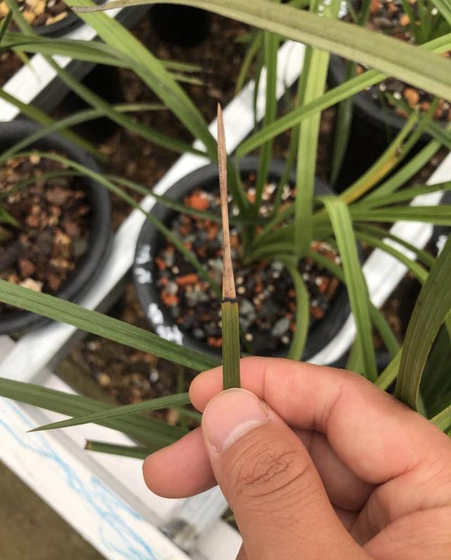 兰花的焦尖指兰花叶片尖部发黑是什么原因