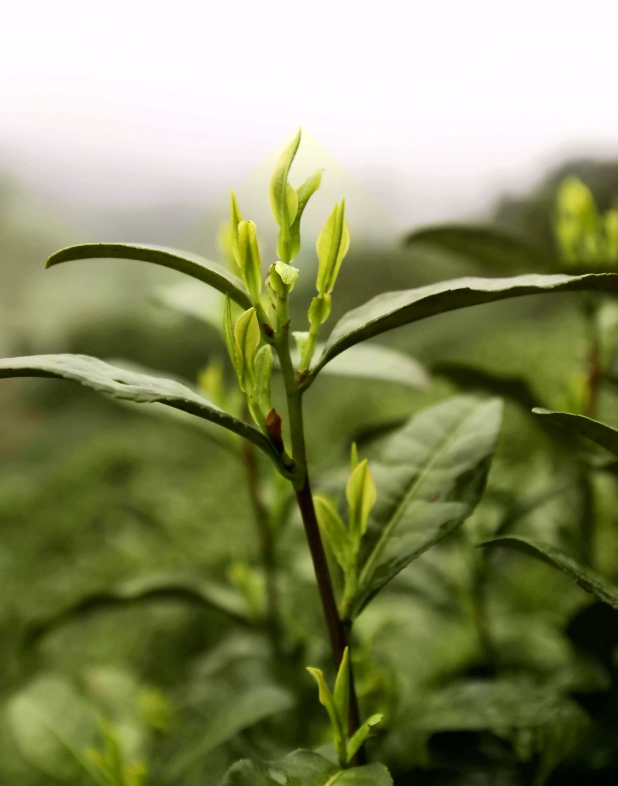 春分好时节,溧阳大岭生态园迎来了白茶,黄金芽开采盛会.__财经头条