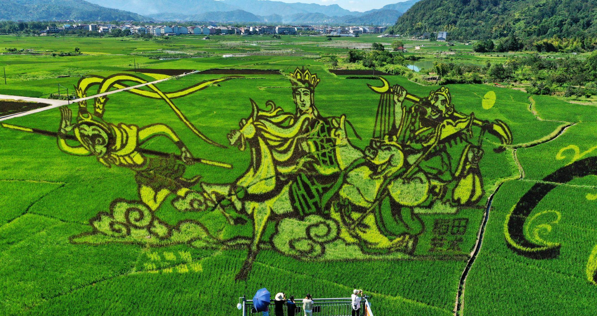 浙江永嘉:"艺术稻田"扮靓美丽乡村