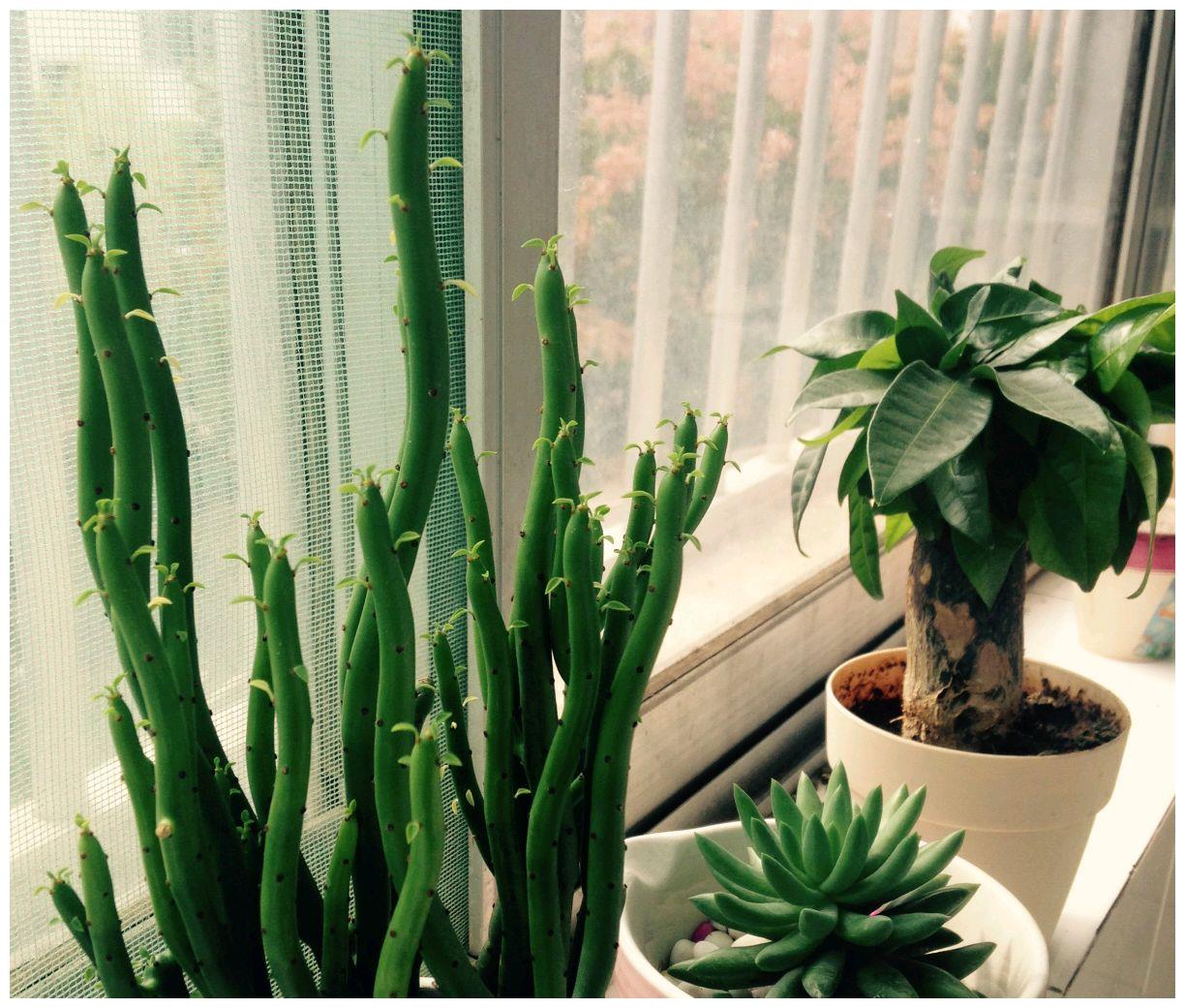 光棍树养不好还烂根,盆土板结是首因,浇水是祸端,快砍头换土