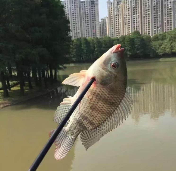 比锚鱼还厉害你不知道的射鱼