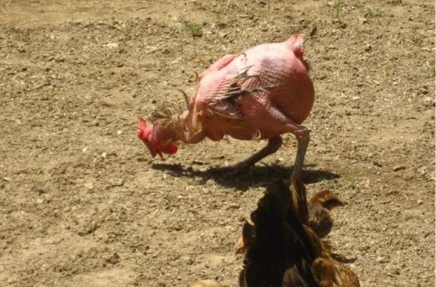 外国的"无毛鸡",全身一根鸡毛都没有,下蛋量比一般鸡多2倍!