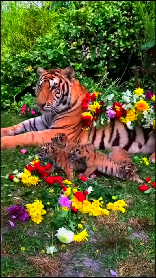 好可爱的小老虎，想抱回家！