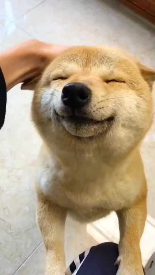 好可爱的狗狗呀脸真胖呀