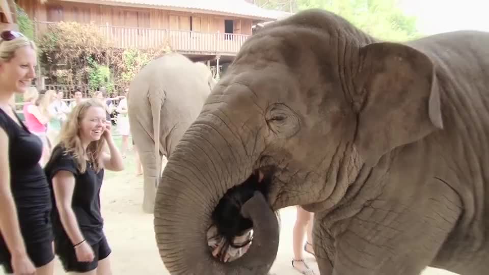 大象用鼻子卷住女子的头,硬往嘴里塞,镜头拍下惊险画面