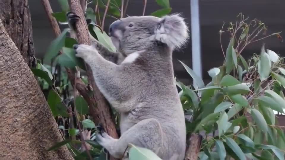 两只考拉为了争抢树干,互相厮打起来,网友打个架都这么呆萌