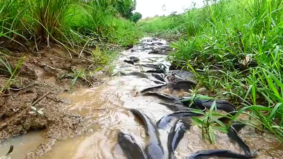 暴雨过后，哇！水渠里出现好多黑鱼，大哥拿着大铁盆一路抓