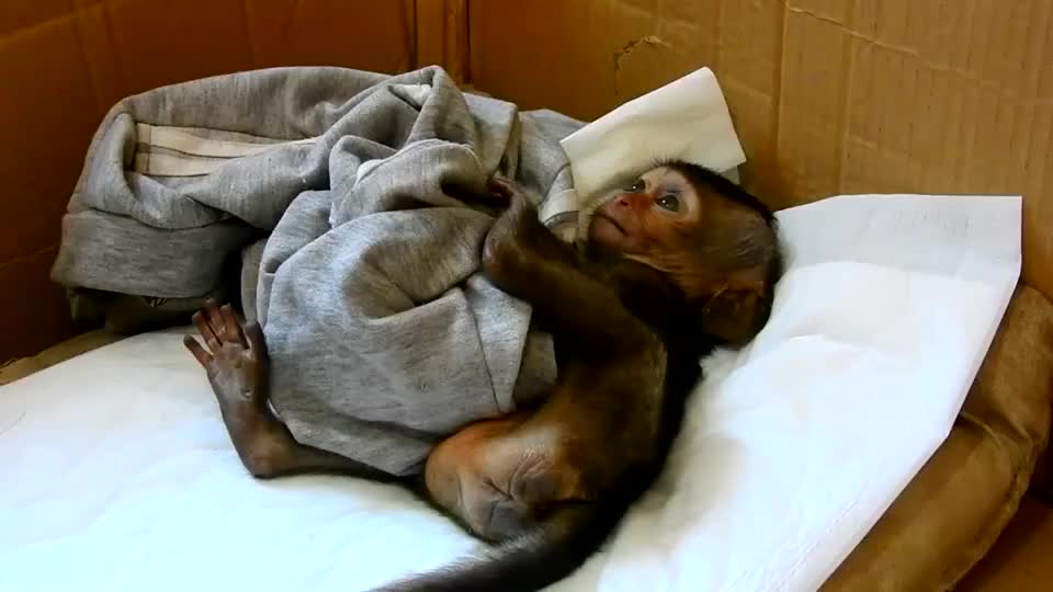 小猴子非常害怕,连觉都不敢熟睡,太可怜了