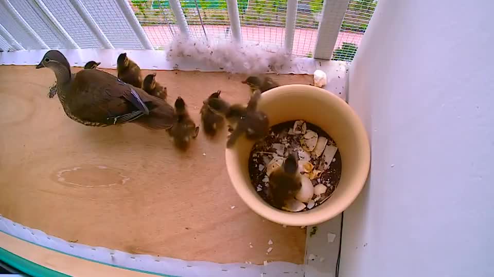 2只野鸭飞到20楼,竟孵出一窝鸭宝宝,户主的反应太暖心!