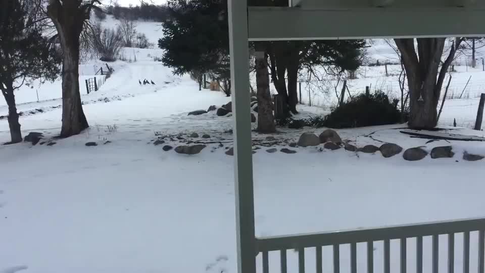 3只美洲狮大雪天进村庄觅食，生存艰难！