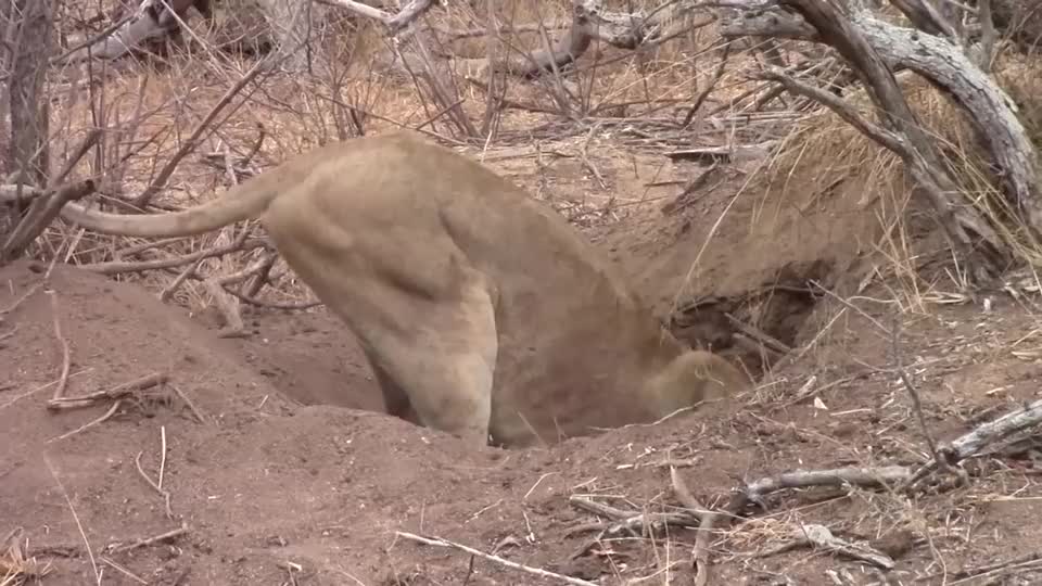 母狮钻进深坑,只露出一截尾巴,下一秒狮子的身体剧烈颤抖起来