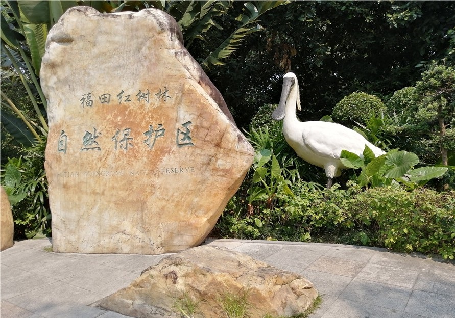 深圳福田红树林自然保护区其风景彰显出了人与自然的和谐相处