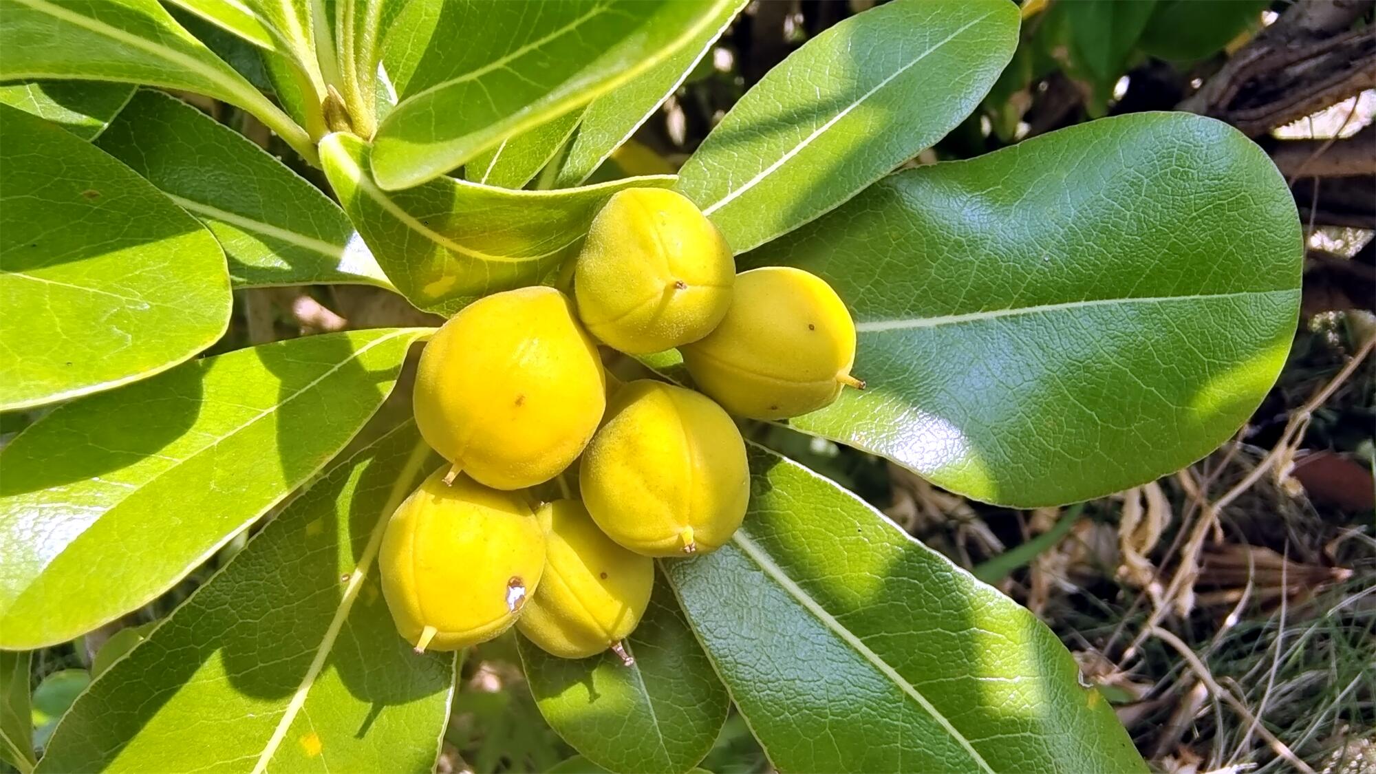 关于海桐果实的信息