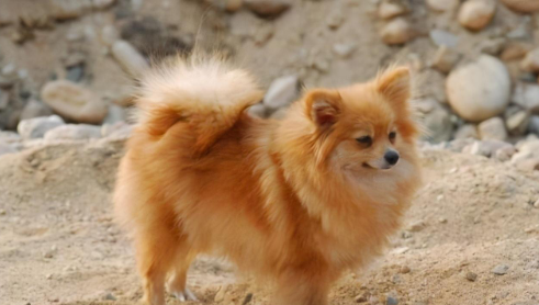 银狐犬和博美犬不仅长相像狐狸还有着狐狸的神情和性格