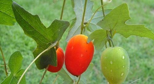 此物俗称"茅瓜",是治疗皮肤病"特效药",野外就有,遇到带走__财经头条