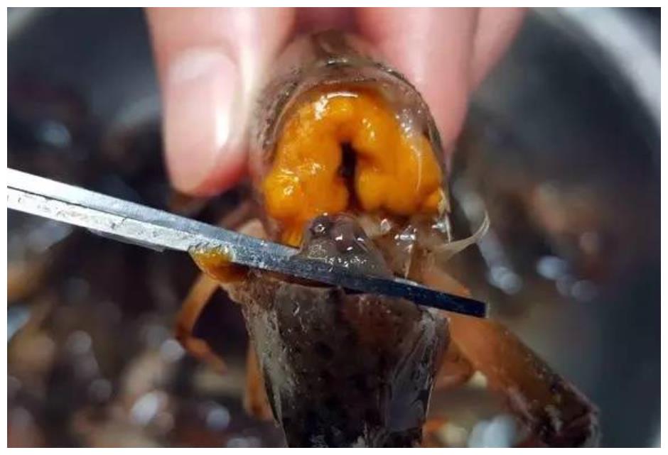 小龙虾头里的黄是什么可以吃吗一次解释清楚以后别再搞错了