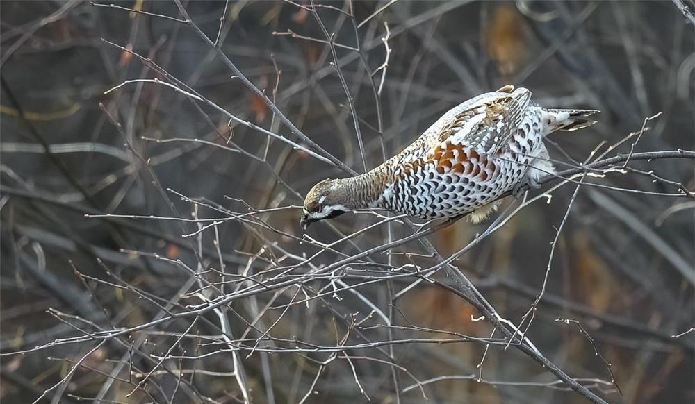 大兴安岭出现飞龙鸟离巢用枯叶盖鸟卵晚上埋进雪窝睡觉防紫貂